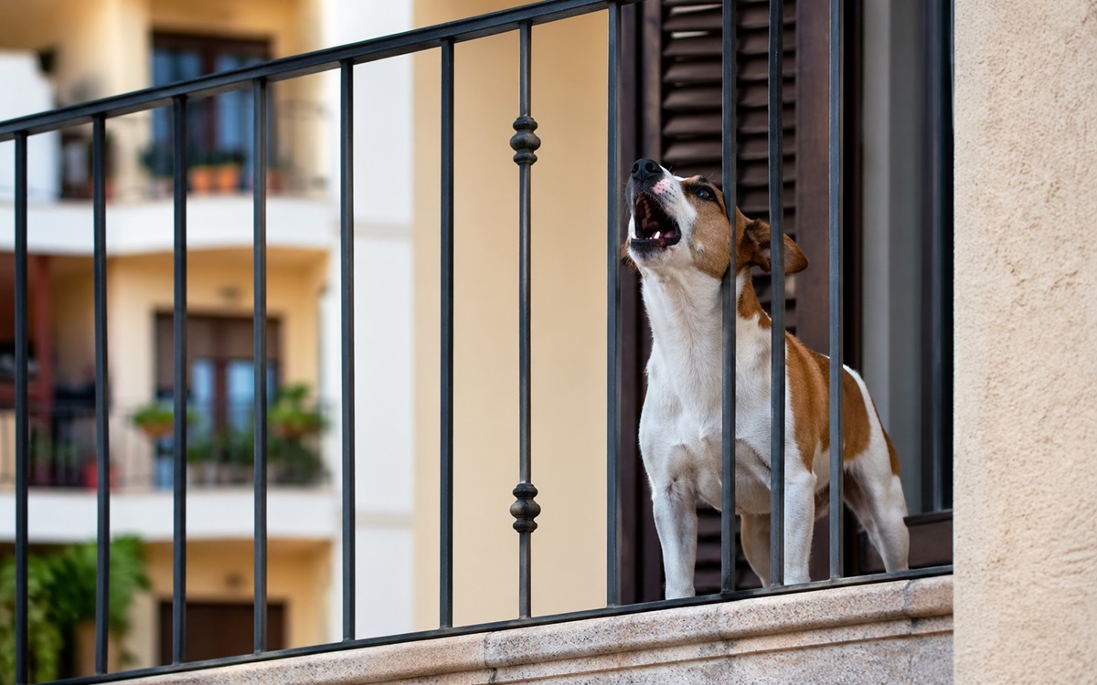 Cani che abbaiano in condominio, cosa fare quando il rumore diventa un problema Cani che abbaiano in condominio, cosa fare quando il rumore diventa un problema